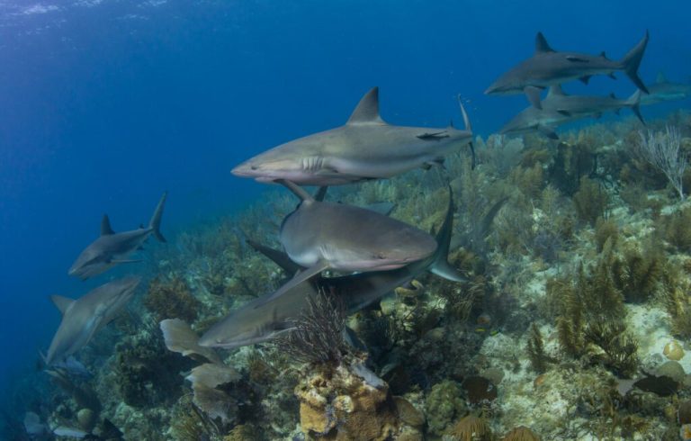 Diverse Travel becomes Corporate Patron for The Shark Trust – Scuba Diver Mag