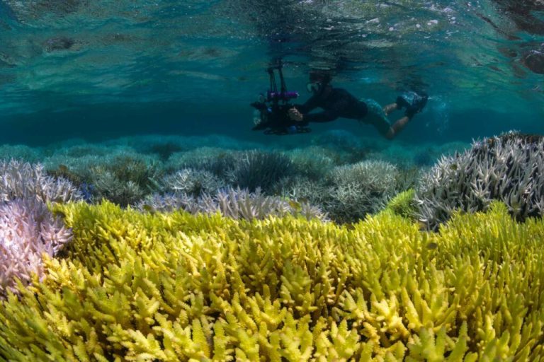 4th global bleaching confirmed – as Rocha finds ghost corals at 60m – Divernet