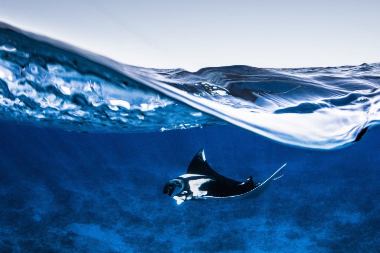 1000 oceanic manta rays seen in the Maldives – BBC Discover Wildlife